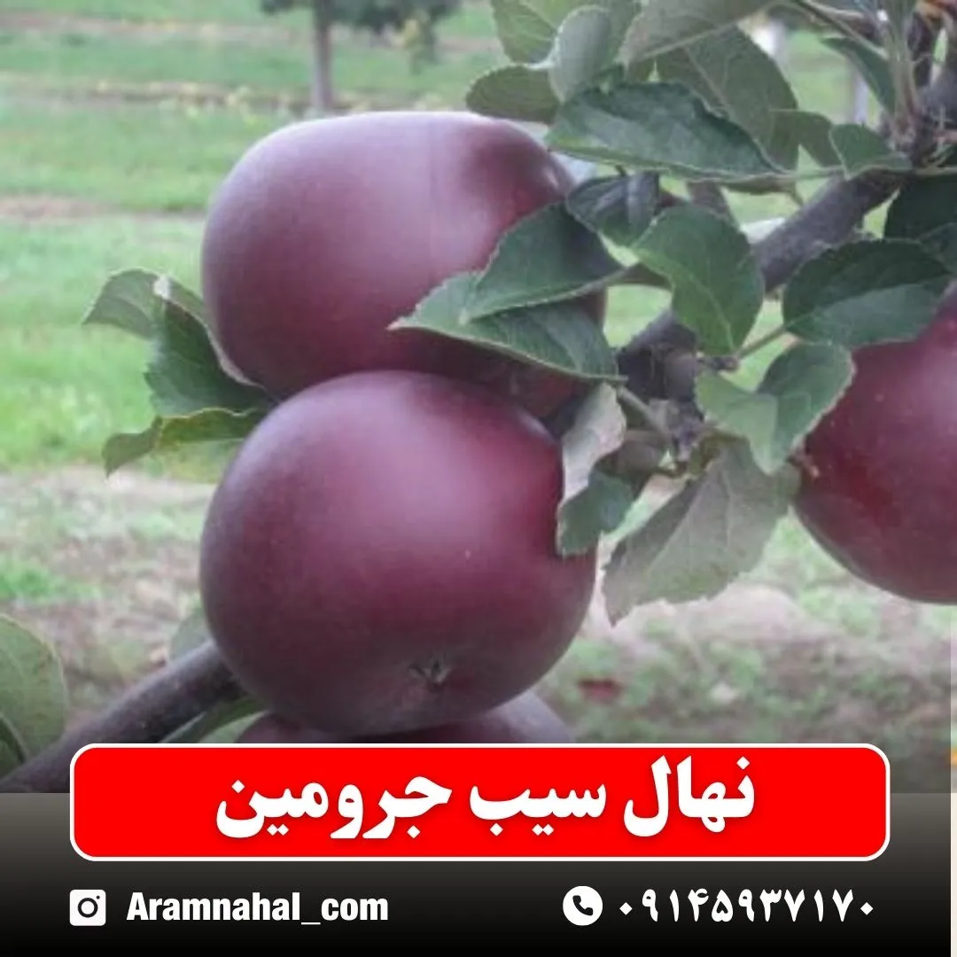 نهال سیب جرومین