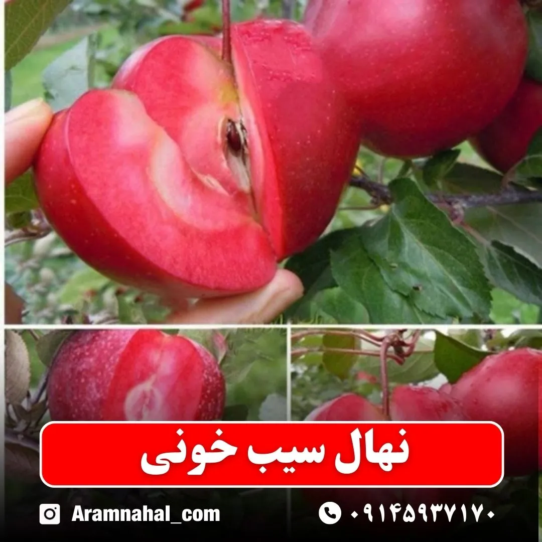 نهال سیب خونی