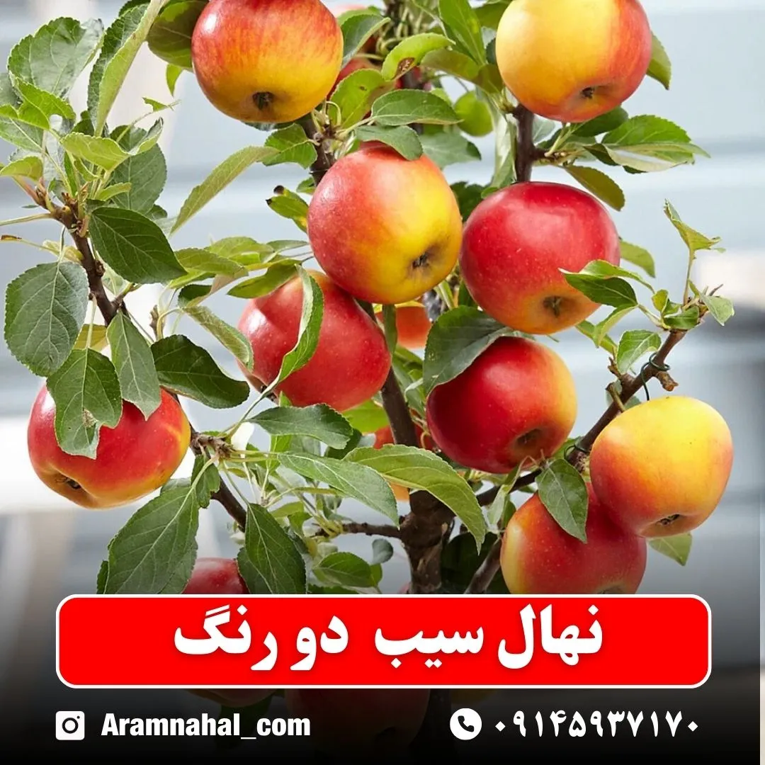 نهال سیب دو رنگ