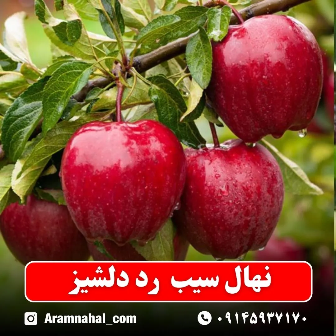 نهال سیب رد دلشیز