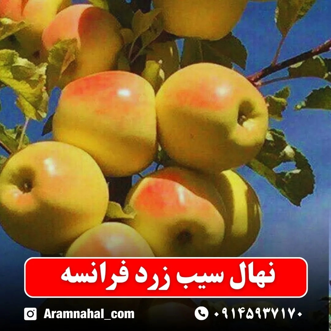 نهال سیب زرد فرانسه