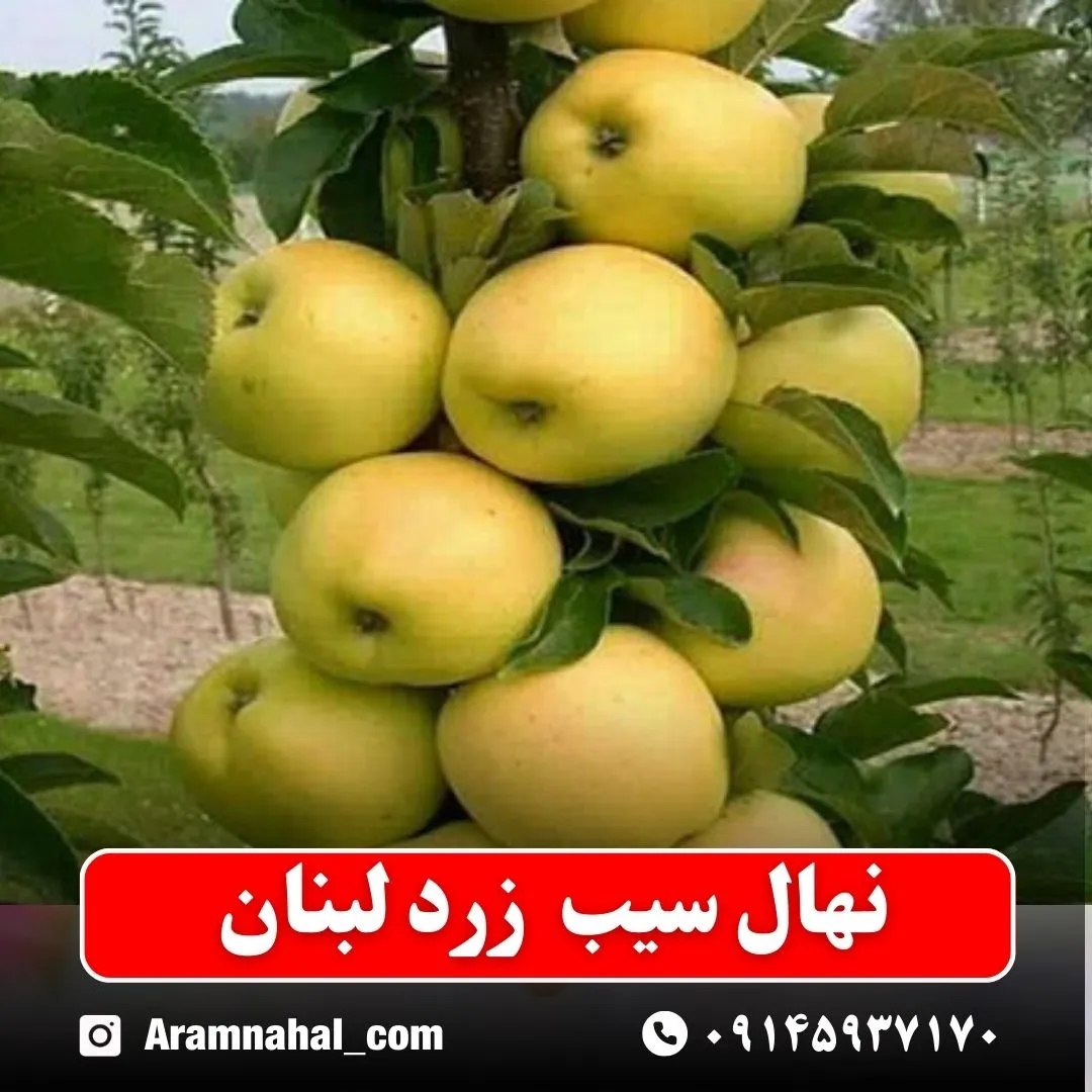 نهال سیب زرد لبنان
