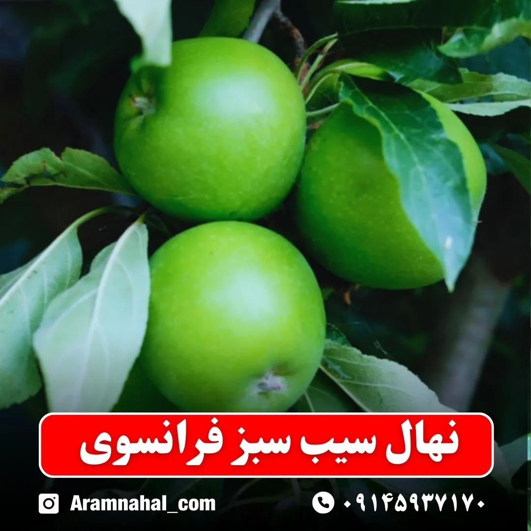 نهال سیب سبز فرانسوی