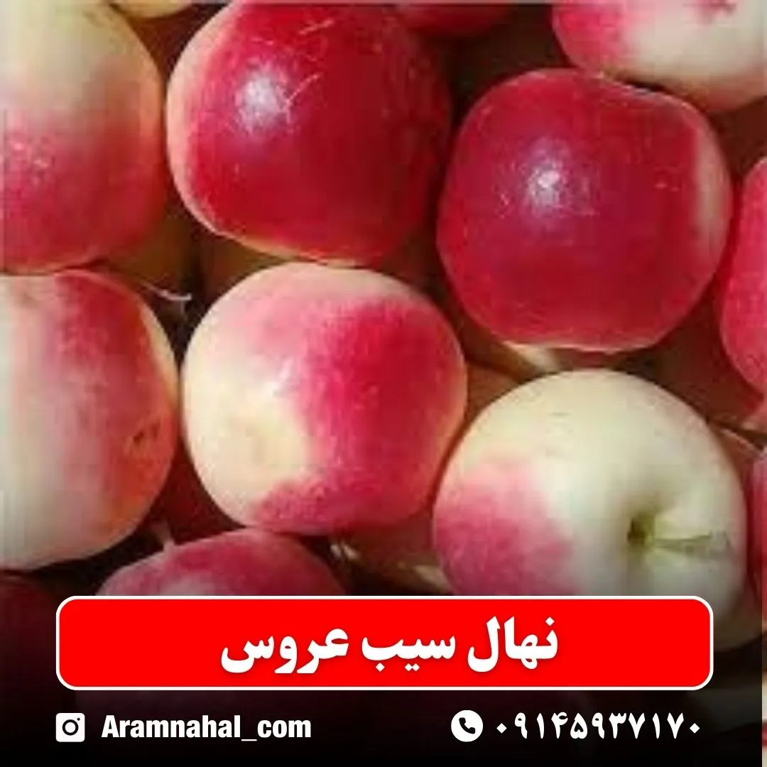 نهال سیب عروس