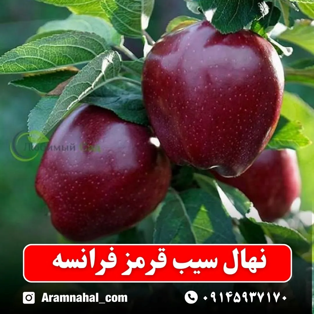 نهال سیب قرمز فرانسه