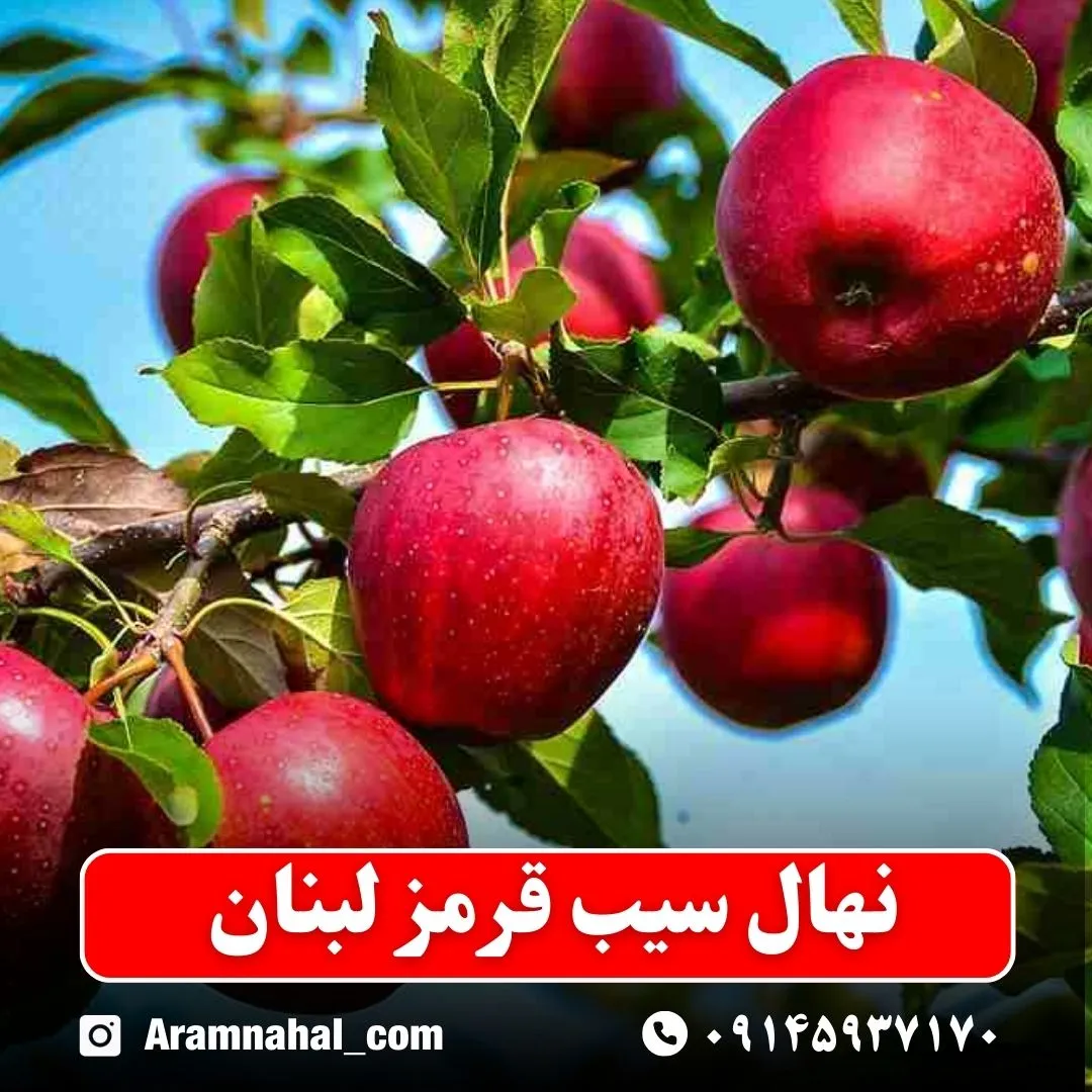 نهال سیب قرمز لبنان