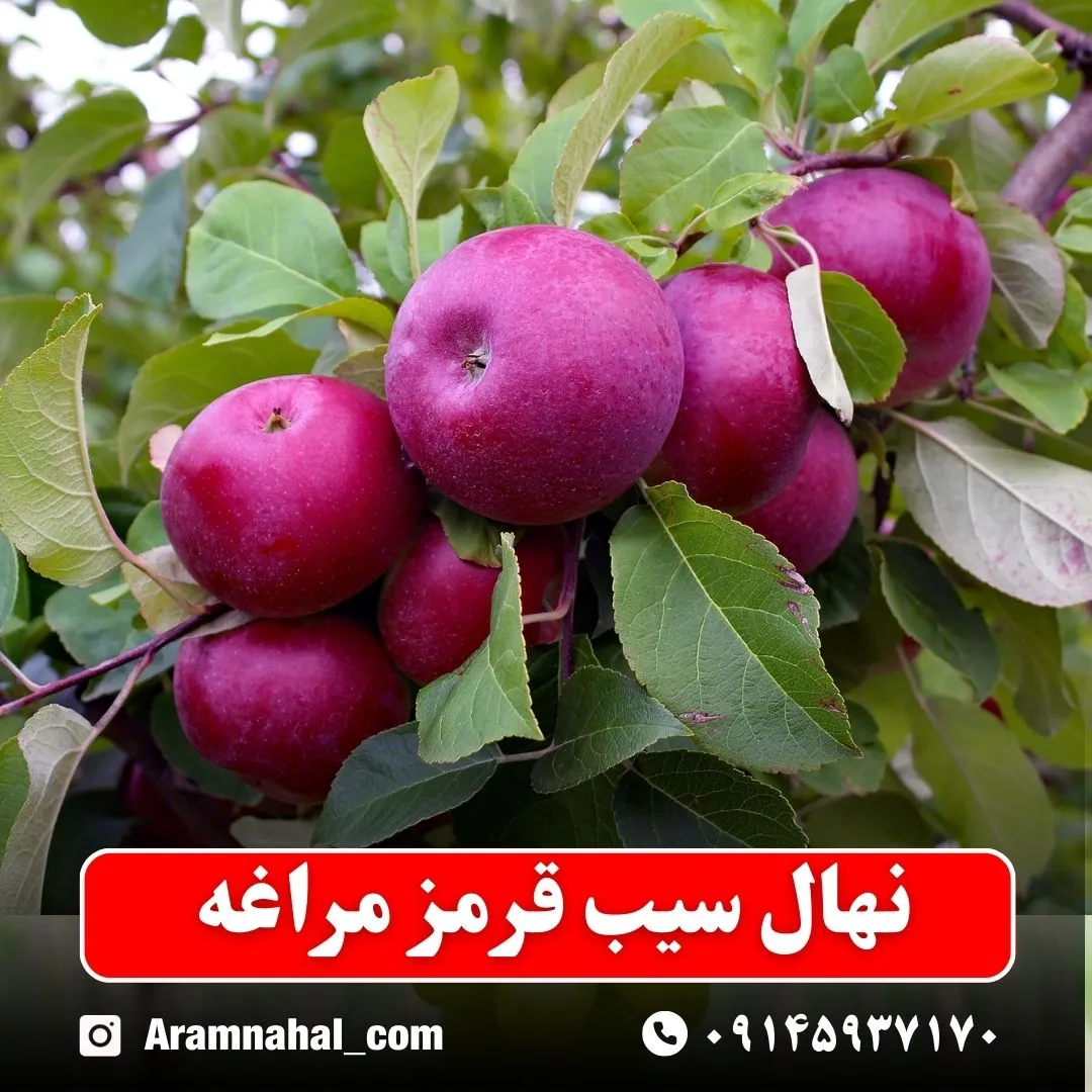 نهال سیب قرمز مراغه