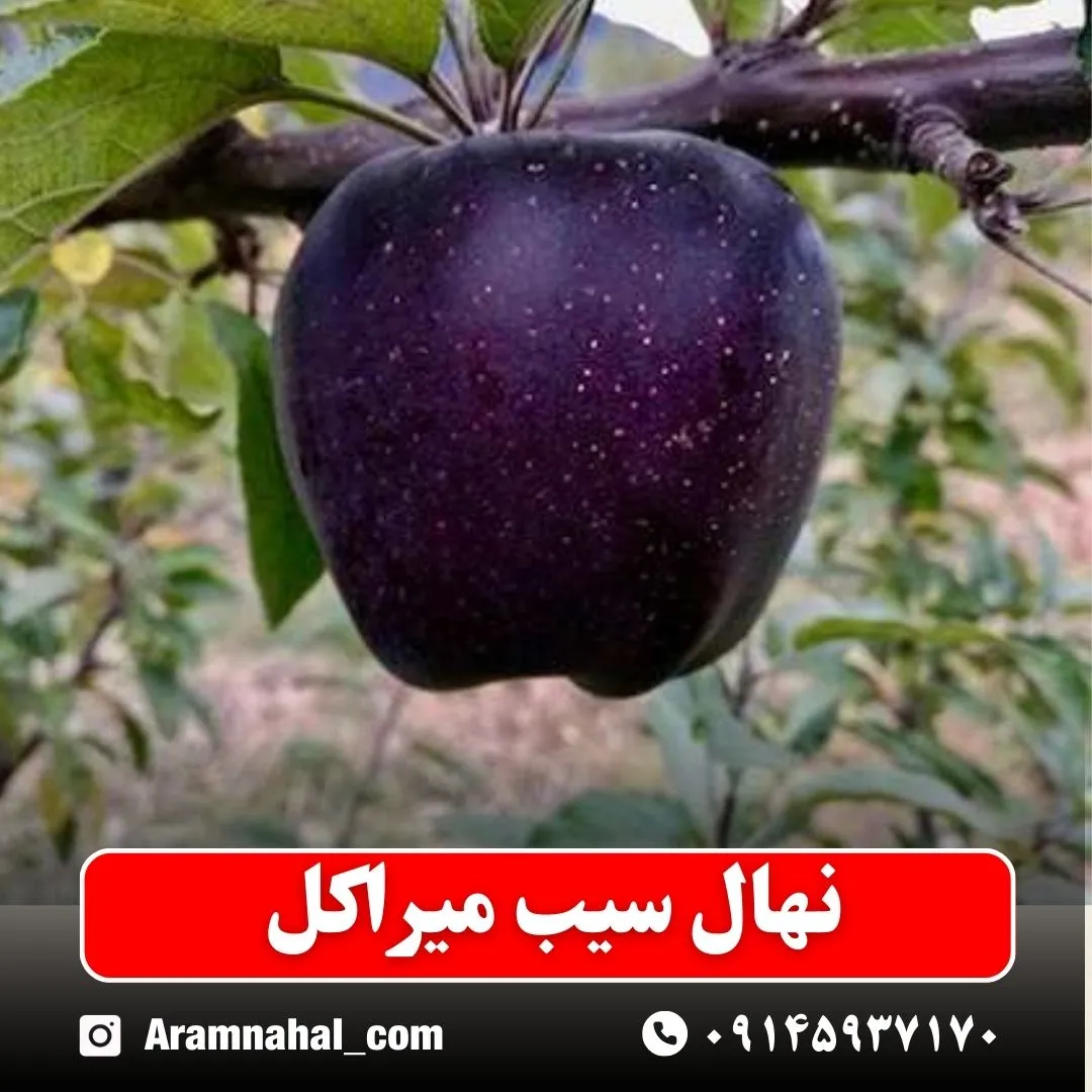نهال سیب میراکل
