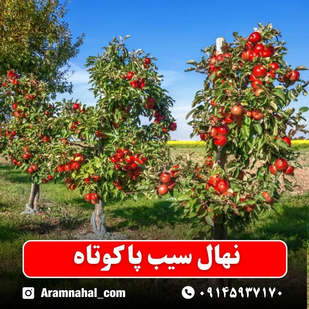 نهال سیب پا کوتاه