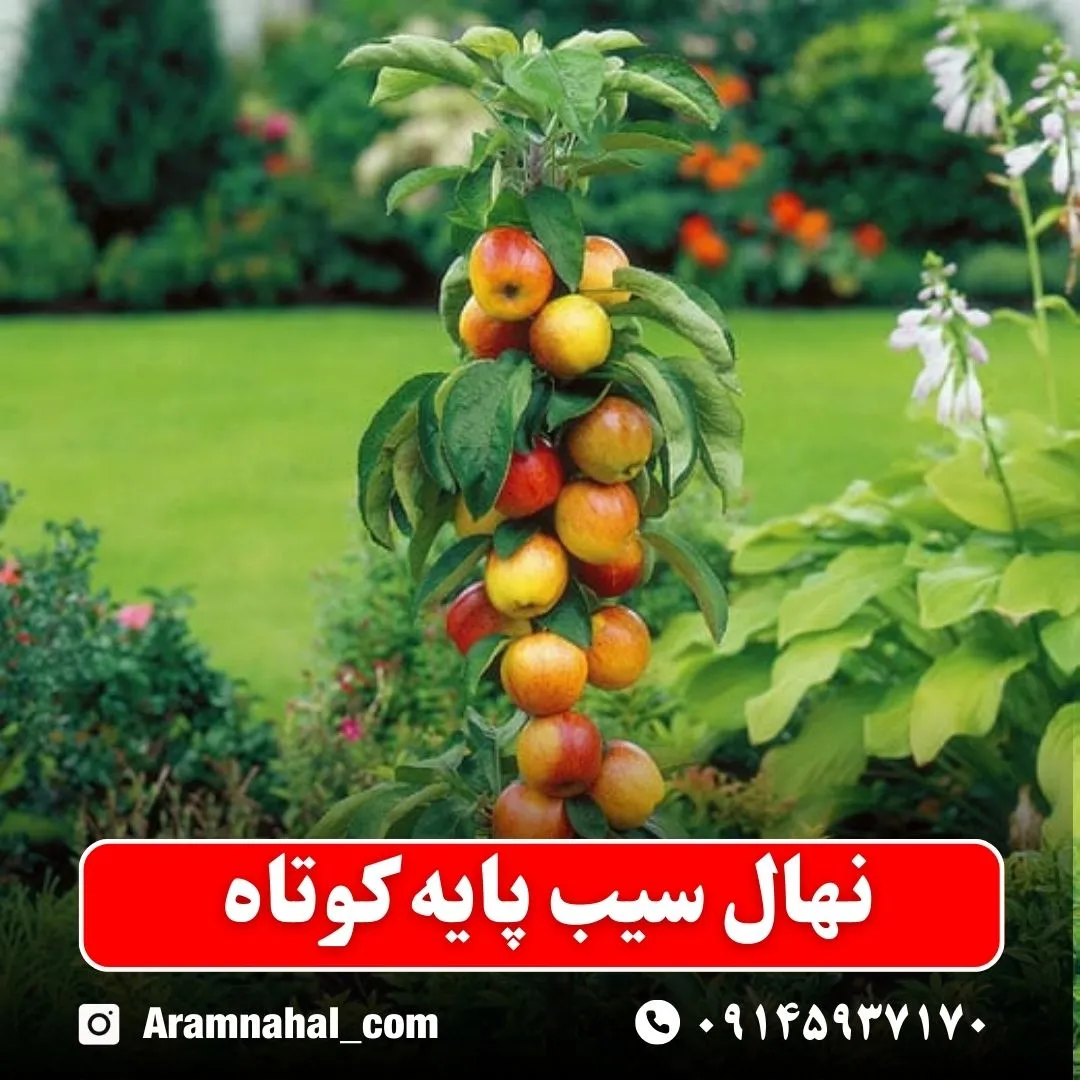 نهال سیب پایه کوتاه
