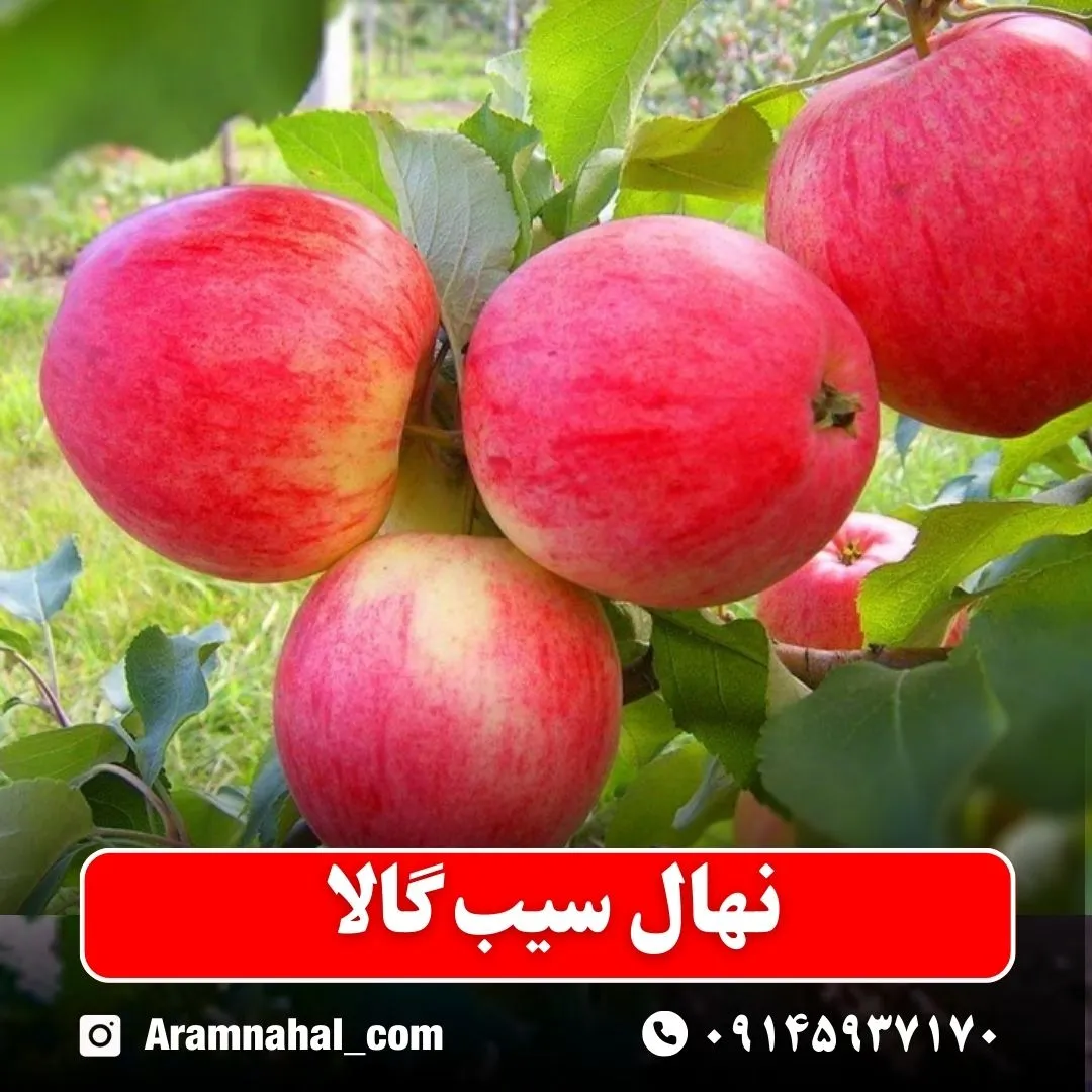 نهال سیب گالا