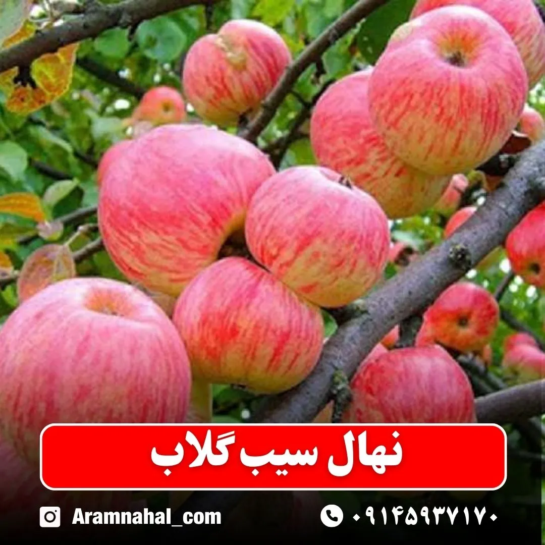 نهال سیب گلاب