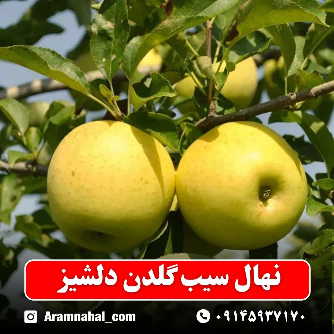 نهال سیب گلدن دلشیز