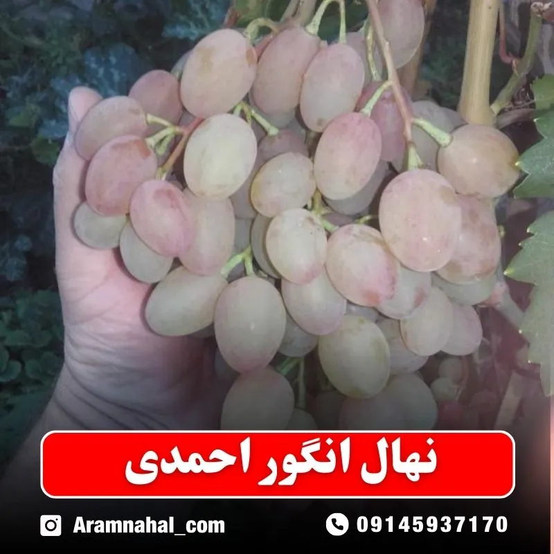 نهال-انگور-احمدی نهالستان آرام نهال