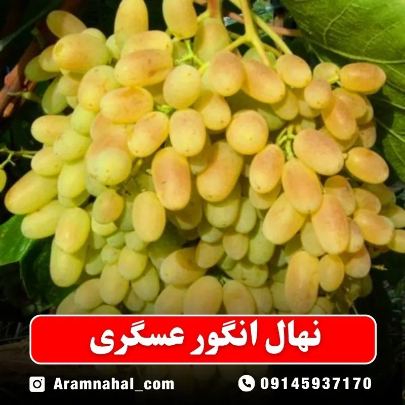 نهال-انگور-عسگری-زرد نهالستان آرام نهال