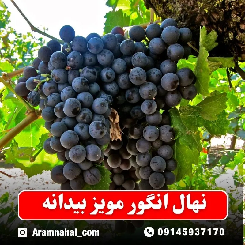 نهال-انگور-مویز-بیدانه نهالستان آرام نهال
