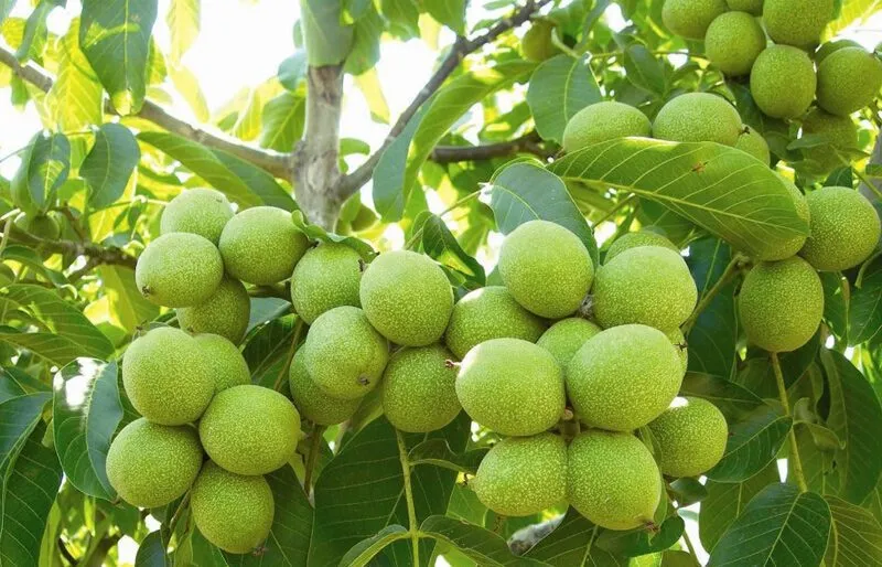 خرید نهال گردو از نهالستان آرام نهال