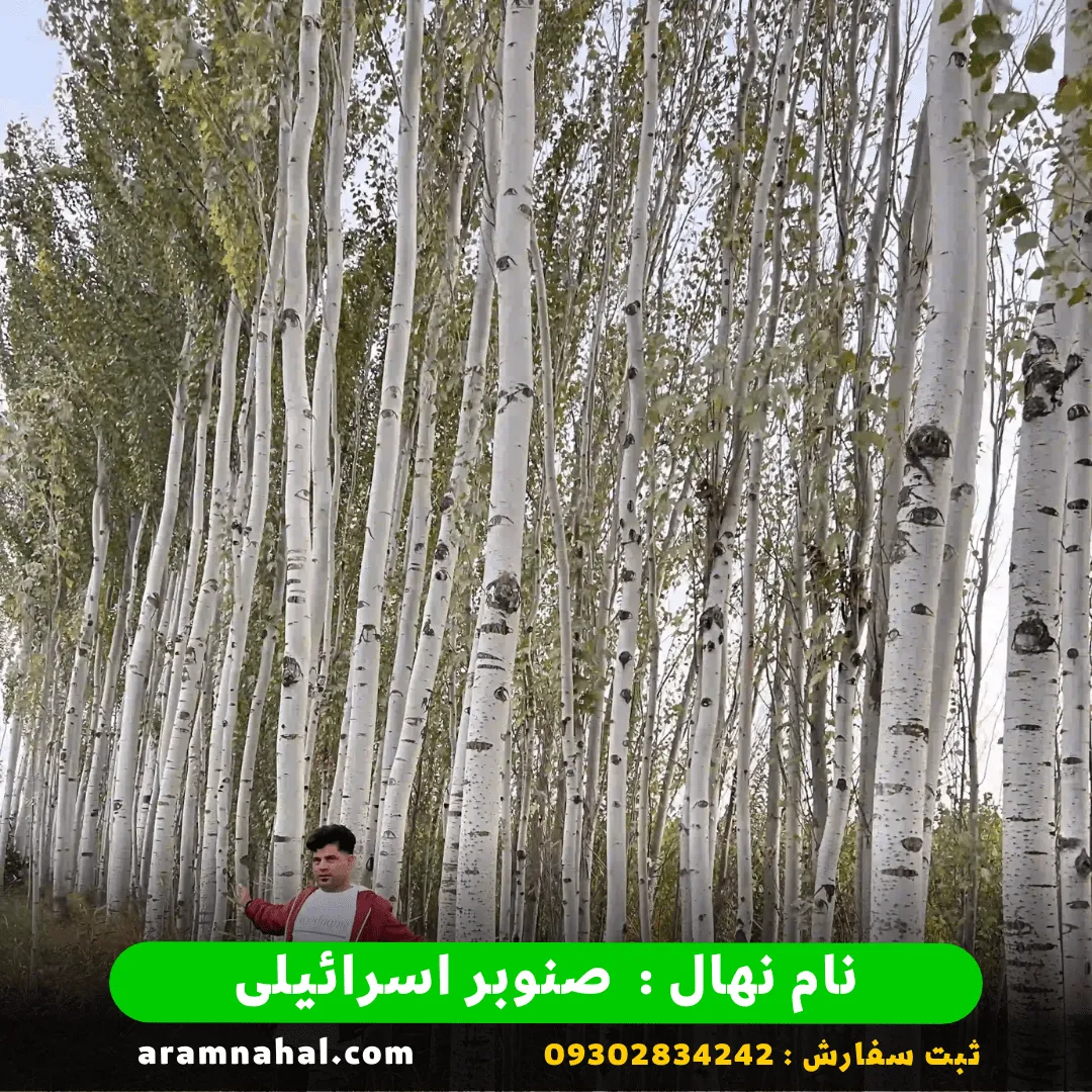 نهال صنوبر اسرائیلی