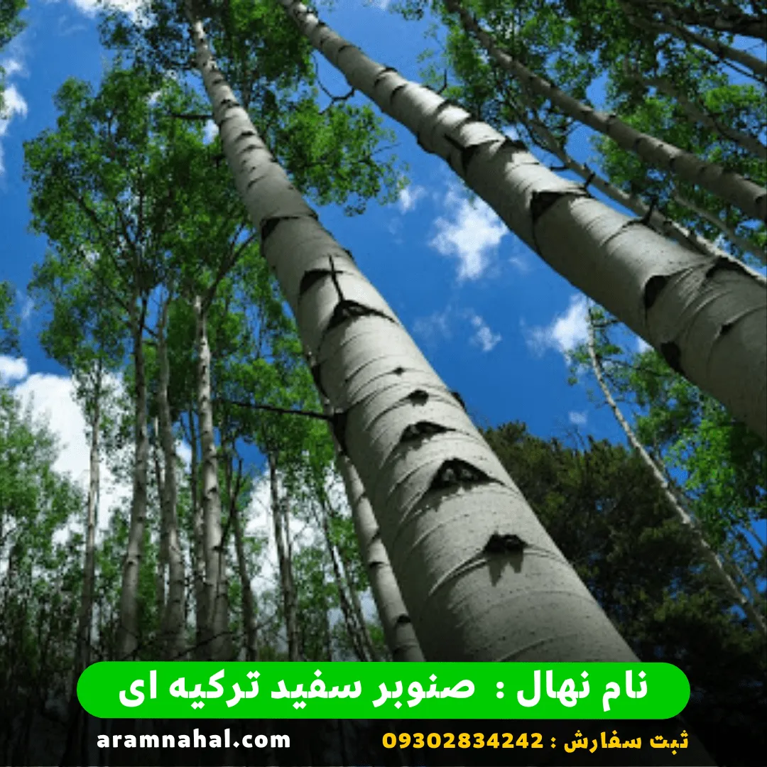 خرید-نهال-صنوبر-سفید-ترکیه-3 نهال صنوبر سفید ترکیه ای