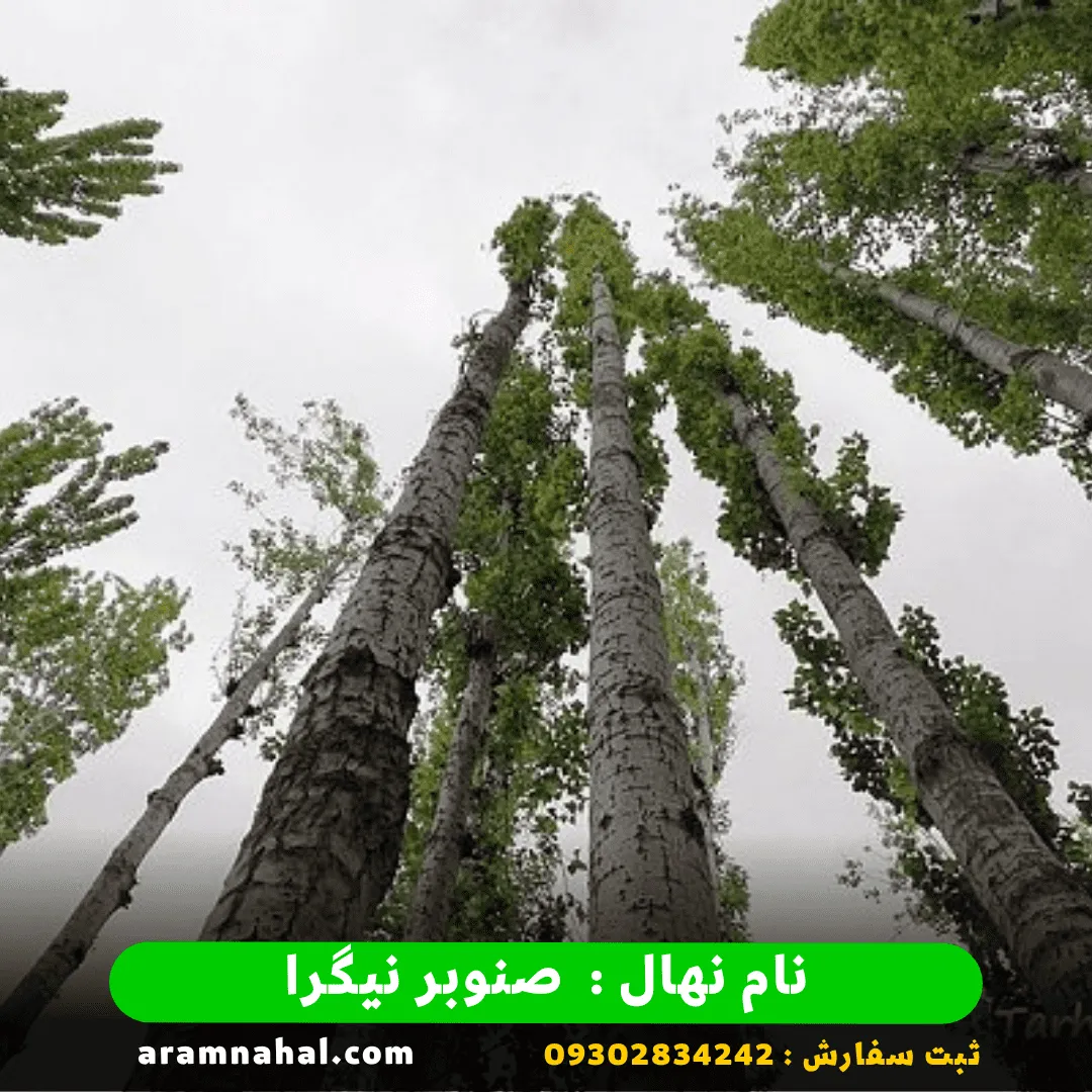 نهال صنوبر نیگرا