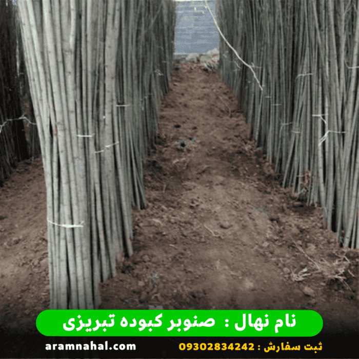 نهال صنوبر کبوده تبریزی 1