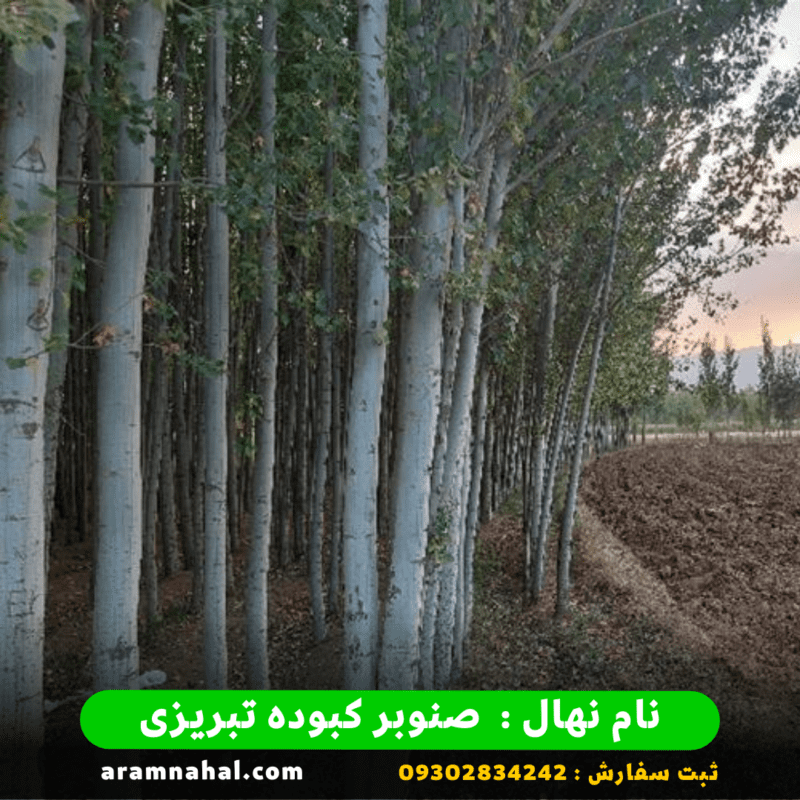 نهال صنوبر کبوده تبریزی 2