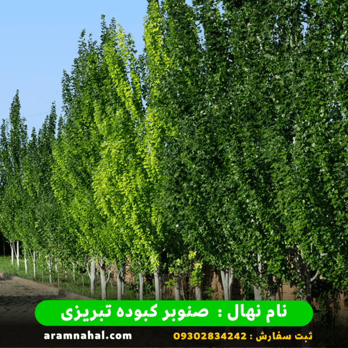 نهال صنوبر کبوده تبریزی 3