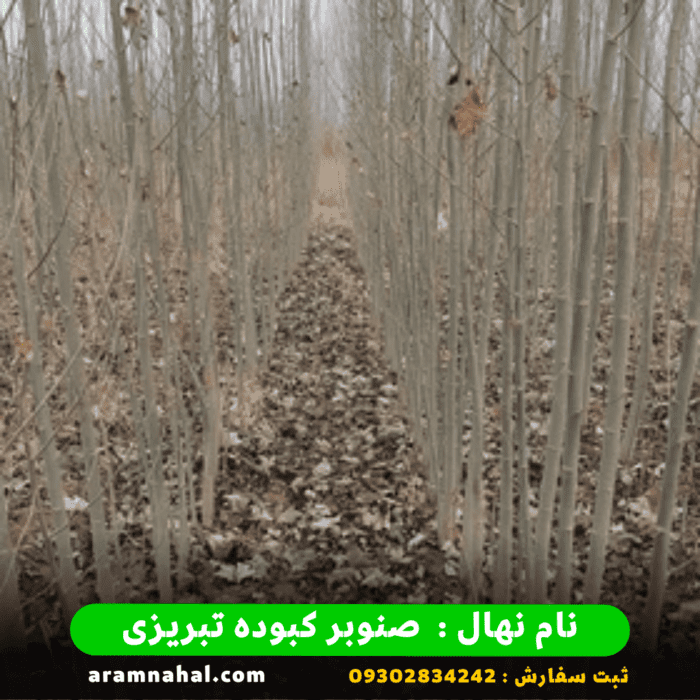 نهال صنوبر کبوده تبریزی 4