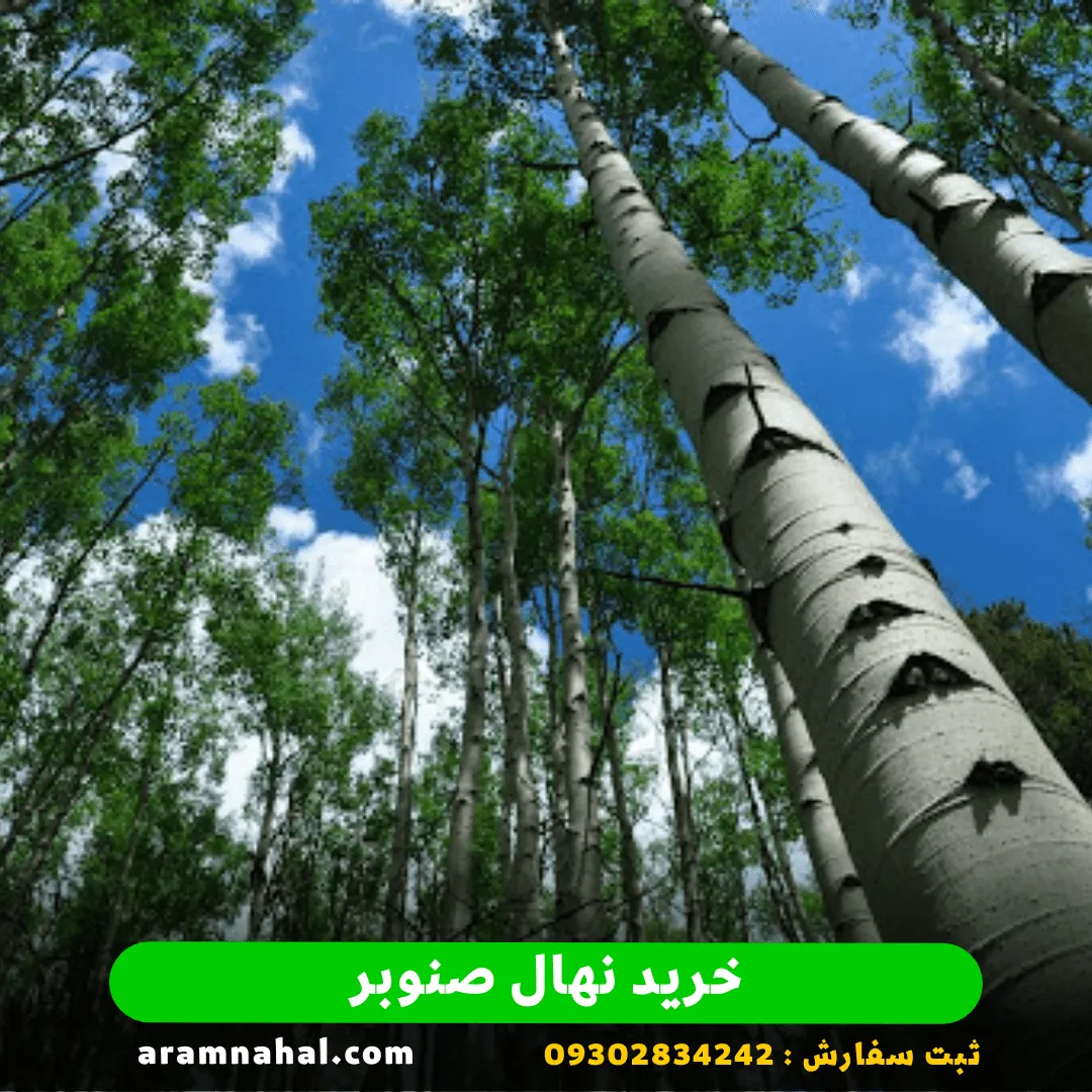 خرید-نهال-صنوبر