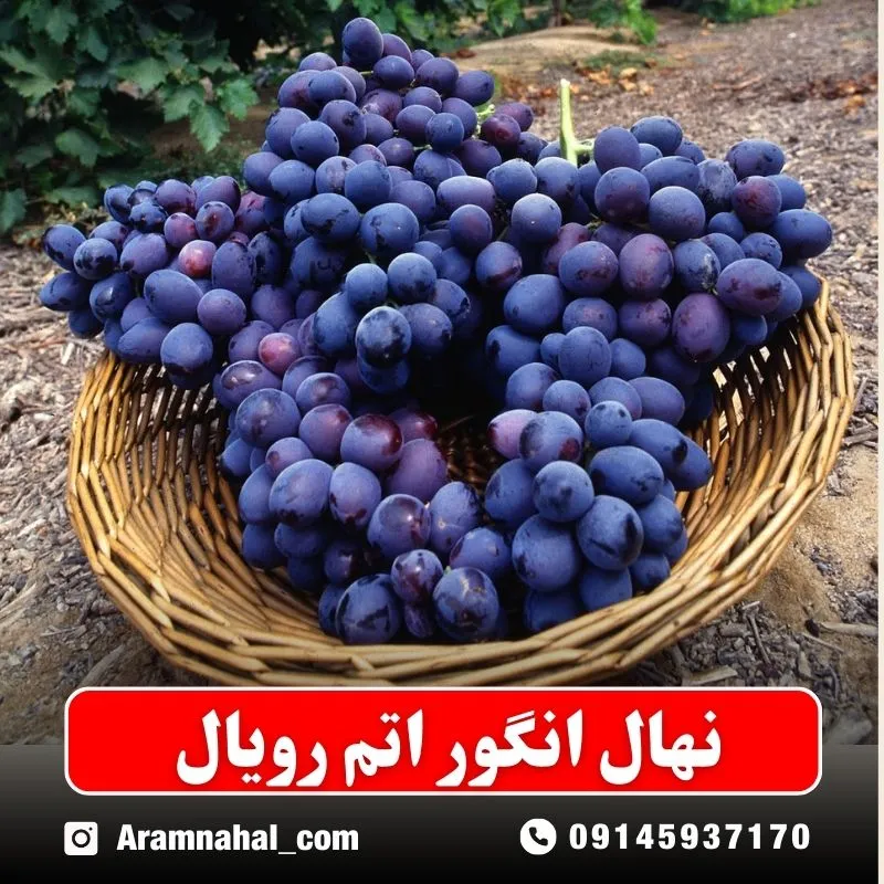 نهال انگور اتم رویال نهالستان ارام نهال