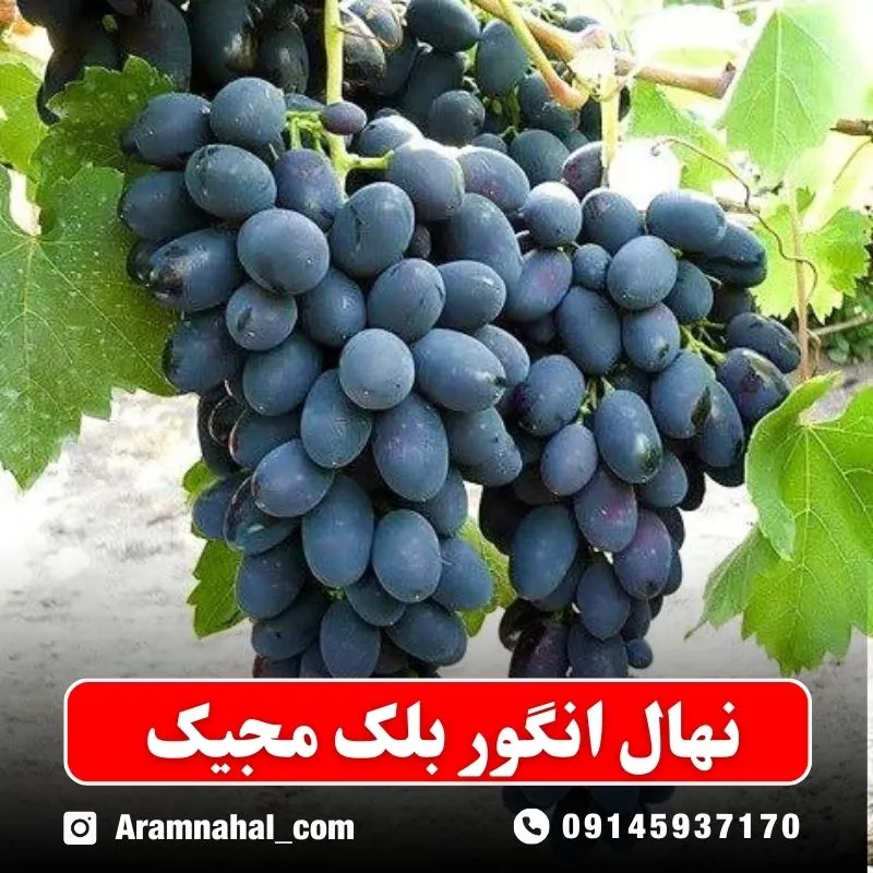 نهال انگور بلک مجیک نهالستان آرام نهال
