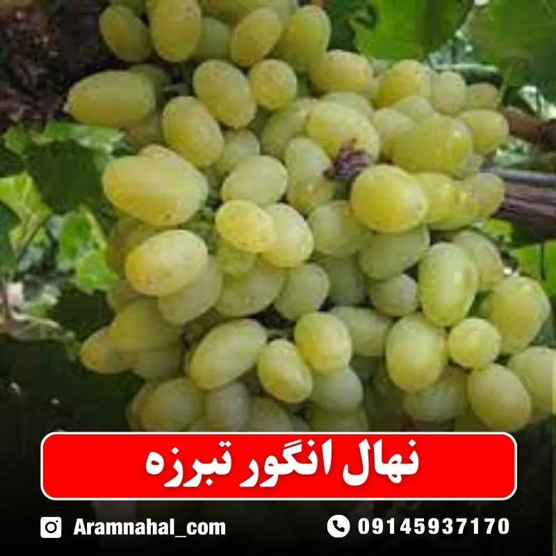 نهال انگور تبرزه نهالستان ارام نهال