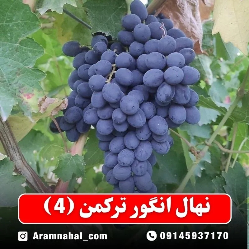 نهال انگور ترکمن 4 نهالستان آرام نهال