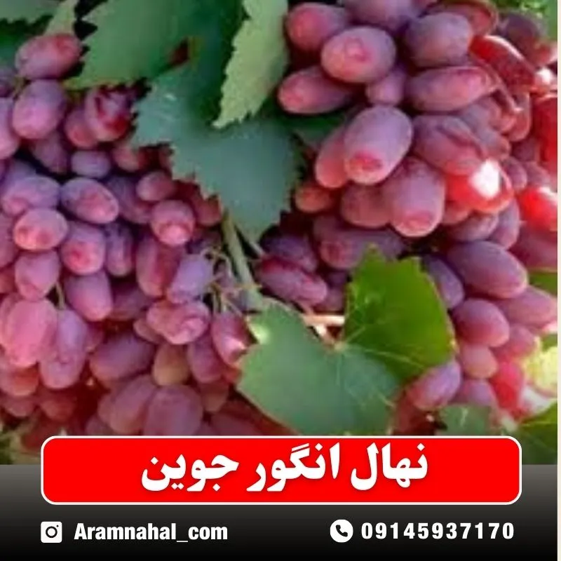 نهال انگور جوین نهالستان آرام نهال
