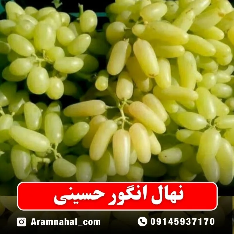 نهال انگور حسینی نهالستان آرام نهال