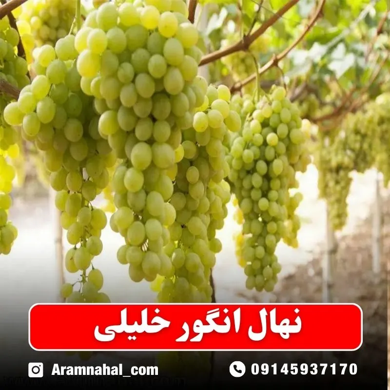 نهال انگور خلیلی نهالستان آرام نهال
