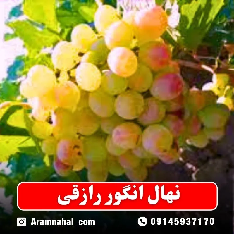 نهال انگور رازقی نهالستان ارام نهال
