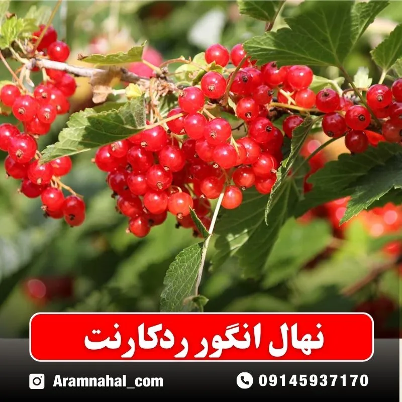 نهال انگور ردکارنت نهالستان آرام نهال