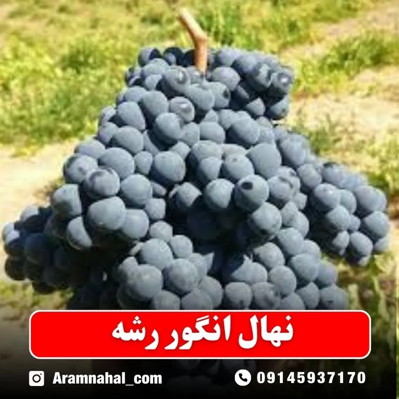نهال-انگور-رشه نهالستان آرام نهال