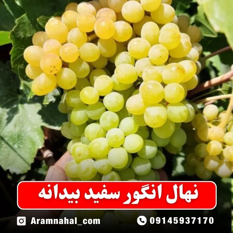 نهال انگور سفید بیدانه نهالستان آرام نهال