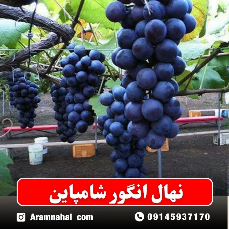 نهال انگور شامپاین نهالستان ارام نهال