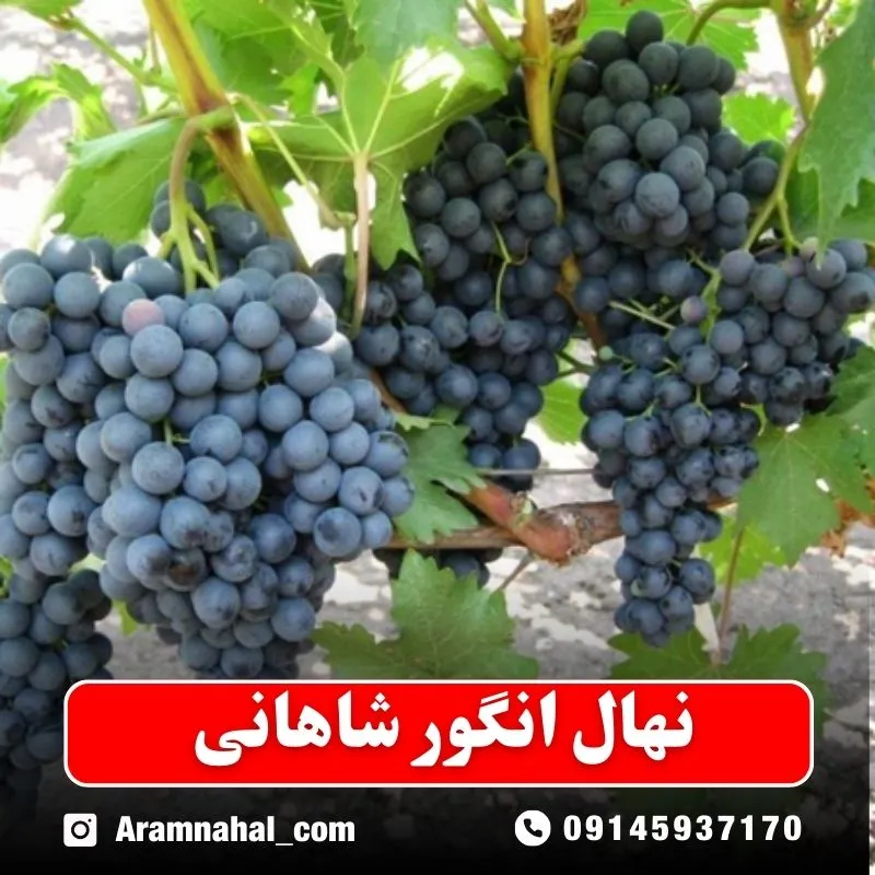 نهال-انگور-شاهانی نهالستان آرام نهال