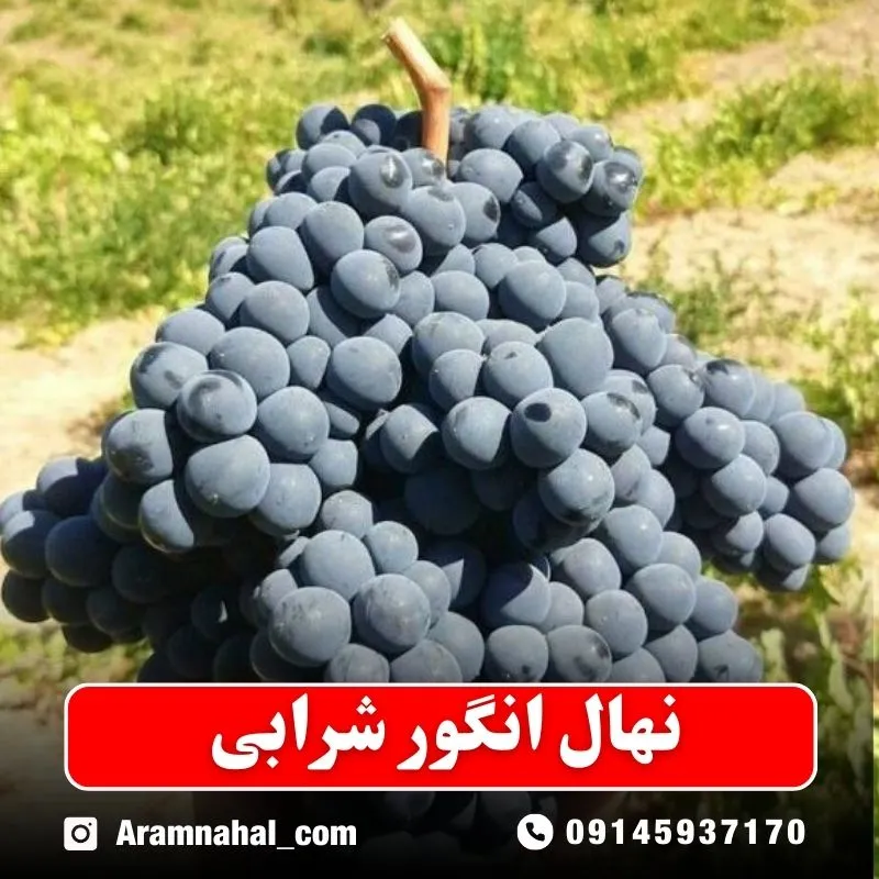 نهال انگور شرابی نهالستان آرام نهال