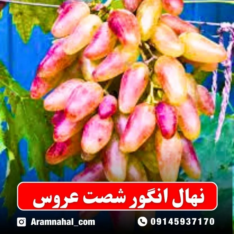 نهال انگور شصت عروس نهالستان آرام نهال