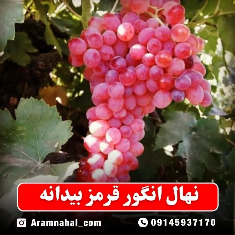 نهال انگور قرمز بیدانه نهالستان آرام نهال