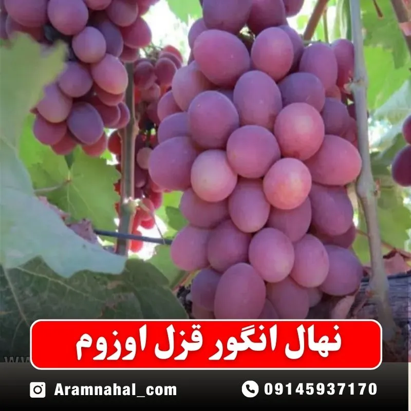 نهال انگور قزل اوزوم نهالستان آرام نهال