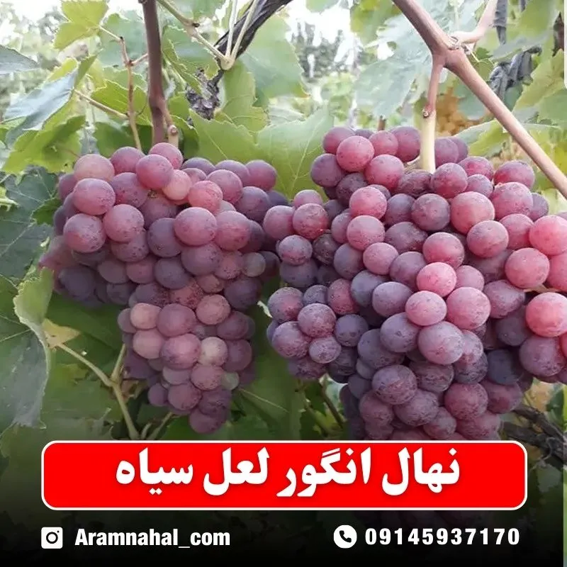 نهال انگور لعل قرمز