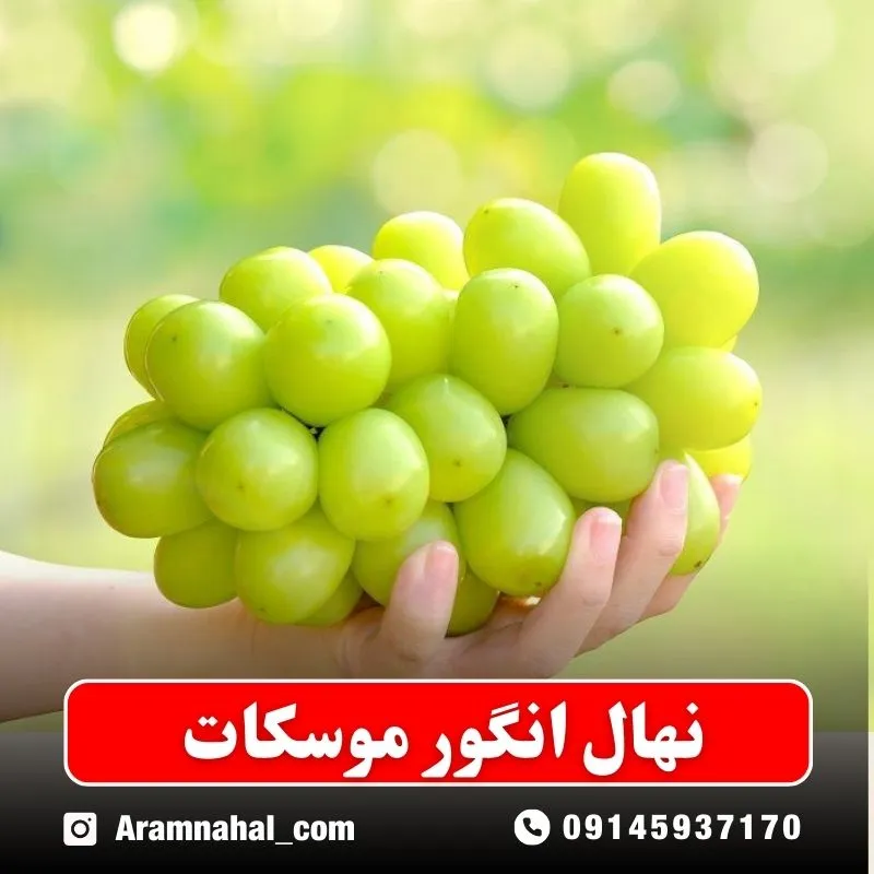 نهال-انگور-موسکات نهالستان آرام نهال