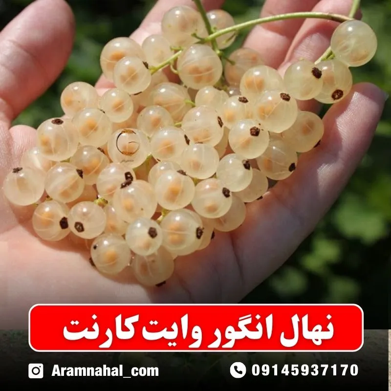 نهال-انگور-وایت-کارنت نهالستان آرام نهال