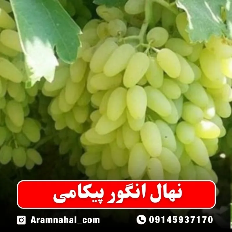 نهال انگور پیکامی نهالستان ارام نهال